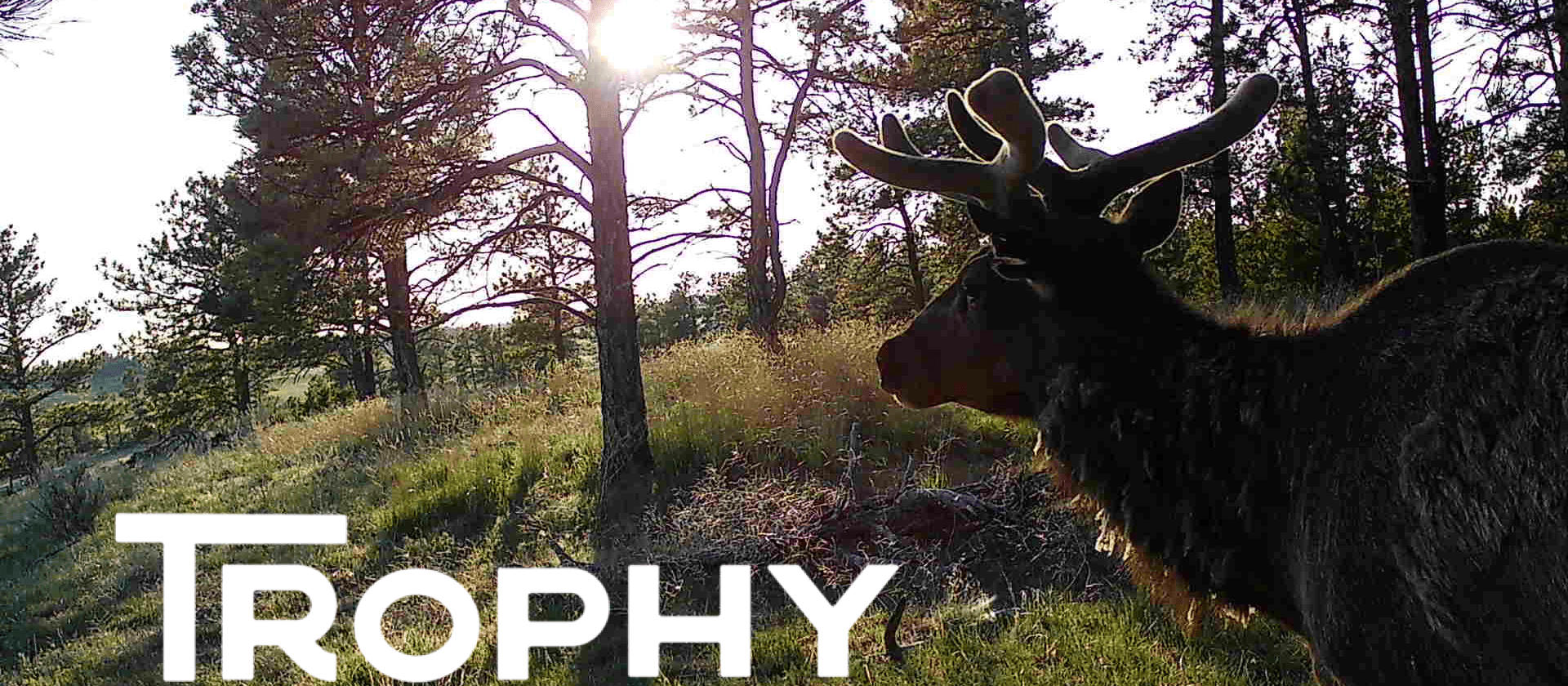 Trophy Ranches, trail camera footage of an elk walking