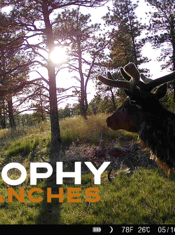 Trophy Ranches, trail camera footage of an elk walking