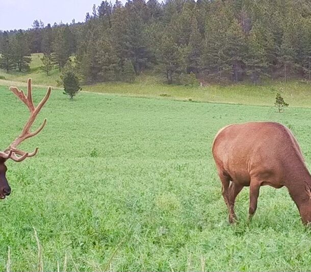 Elk grazing in grassy fields with forests in the background